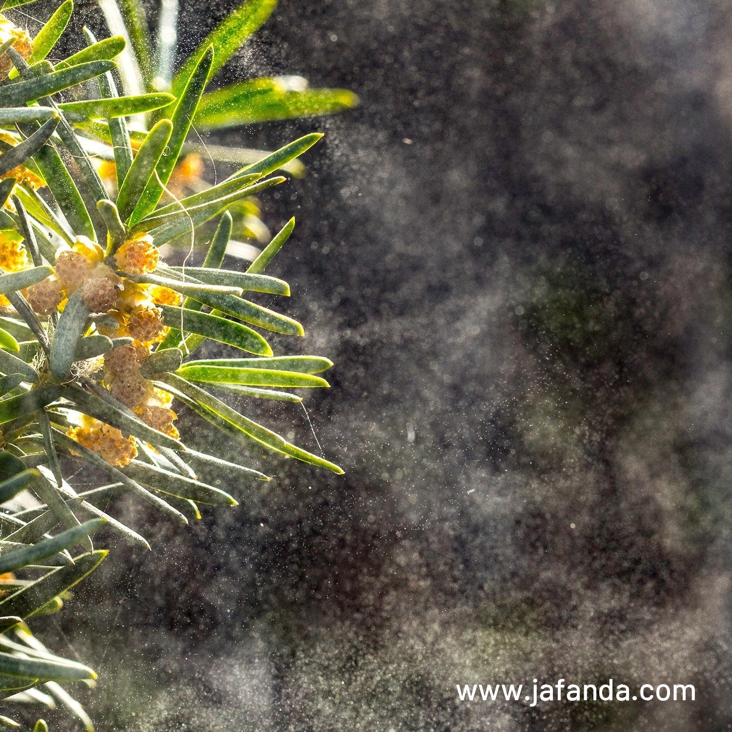 Why Your Indoor Plants Won't Save You: The Alarming Truth About Wildfire Smoke