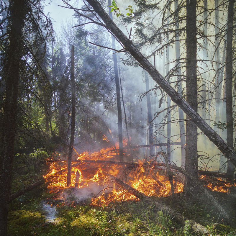 California's Toxic Skies: Why Your Regular Air Purifier Won't Cut It This Wildfire Season